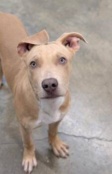 Crunchy Cheesy Panini -  Pit Bull Terrier Dog for Adoption in Sacramento, California - Crunchy Cheesy Panini | PetCurious