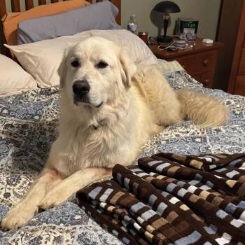 Yeti -  Great Pyrenees Dog Available for Adoption in Green Bay, Wisconsin - Yeti | PetCurious