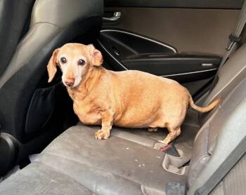 Peaches -  Miniature Dachshund Dog for Adoption in Powell Butte, Oregon - Peaches | PetCurious
