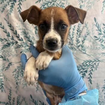 Aang -  Husky and Mixed Breed Dog for Adoption in San Antonio, Texas - Aang | PetCurious
