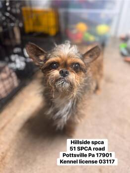 Brussels Griffon Dogs Available for Adoption in Pottsville, Pennsylvania - Ian | PetCurious