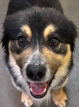 Shetland Sheepdog Sheltie Dogs Available for Adoption in Elizabethton, Tennessee - CALLIE | PetCurious