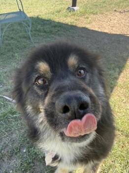 Rex -  Mixed Breed Dog for Adoption in Black Eagle, Montana - Rex | PetCurious