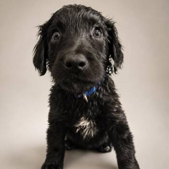 Otis -  Australian Shepherd and Mixed Breed Dog for Adoption in Phoenix, Arizona - Otis | PetCurious
