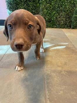 Mixed Breed Dogs Available for Adoption - 60638925 | PetCurious