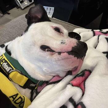 Mixed Breed Dogs Available for Adoption in Greensboro, North Carolina - Ivy | PetCurious