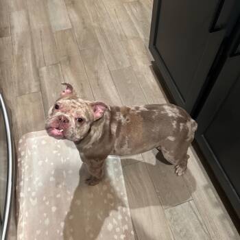 Rescue English Bulldog Dogs for Adoption in Missouri City, Texas - Carol | PetCurious