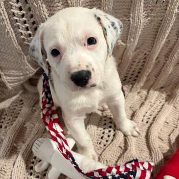Queen Elizabeth pup 1 -  Labrador Retriever and Mixed Breed Dog for Adoption in Austin, Texas - Queen Elizabeth Pup 1 | PetCurious