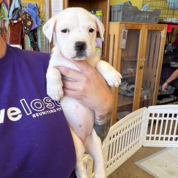 Pumpkin -  Mixed Breed Dog for Adoption in Webster, Texas - Pumpkin | PetCurious