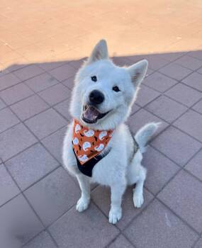 Rescue Samoyed Dogs for Adoption in Santa Monica, California - Rowan | PetCurious