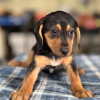 Beagle Dogs Available for Adoption - AAD New Arrival!  Sugar - 26032 | PetCurious