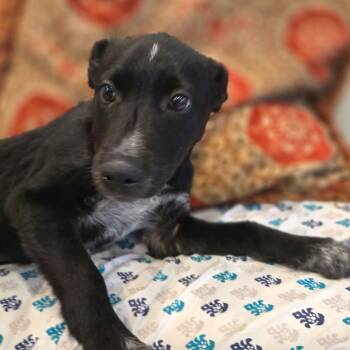 Mixed Breed Dogs Available for Adoption in Chattanooga, Tennessee - Saffron | PetCurious