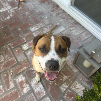 Mixed Breed and Pit Bull Terrier Dogs Available for Adoption in San Diego, California - Amigo | PetCurious