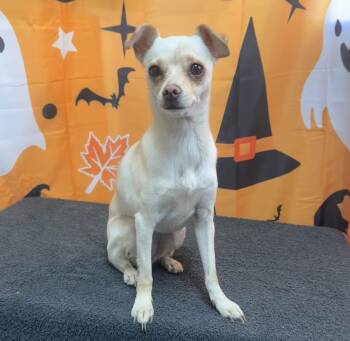 61948098 -  Chihuahua Dog for Adoption in Elko, Nevada - 61948098 | PetCurious