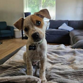 Hana (Burien, WA) -  Australian Cattle Dog Blue Heeler Dog for Adoption in Mount Vernon, Washington - Hana (Burien, WA) | PetCurious