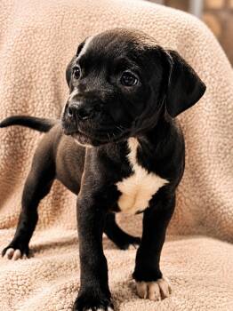 Pit Bull Terrier Dogs Available for Adoption in Nahunta, Georgia - JACK | PetCurious
