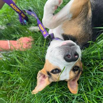 Jaguar -  Hound Dog for Adoption in Fountain Hill, Pennsylvania - Jaguar | PetCurious