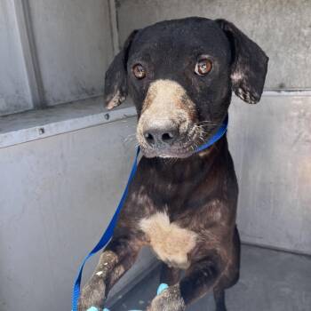 Betsy -  Black Labrador Retriever and Mixed Breed Dog for Adoption in Edinburg, Texas - Betsy | PetCurious