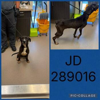 JD -  Pit Bull Terrier and Mixed Breed Dog for Adoption in Macon, Georgia - JD | PetCurious