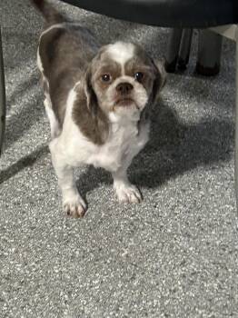 Shih Tzu Dogs Available for Adoption in Antwerp, Ohio - Merle 13 Lbs | PetCurious