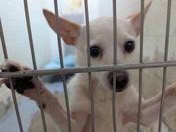 192571 LOOKING FOR OWNER -  Chihuahua Dog for Adoption in Ravenna, Ohio - 192571 LOOKING FOR OWNER | PetCurious