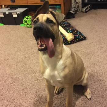 Loki -  Mixed Breed Dog for Adoption in Lynchburg, Virginia - Loki | PetCurious