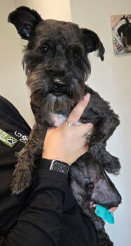 Rescue Schnauzer Dogs for Adoption in San Antonio, Texas - Winston | PetCurious