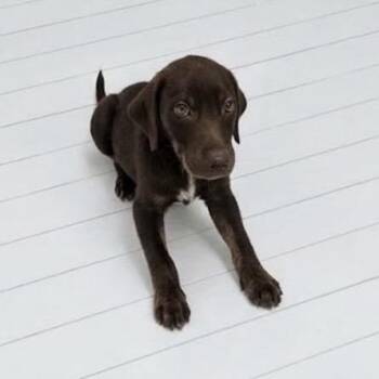 RIVEN -  Labrador Retriever and Mixed Breed Dog for Adoption in Waterford, New Jersey - RIVEN | PetCurious
