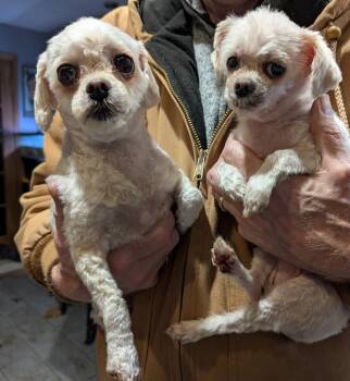 Rescue Maltese Dogs for Adoption in Port Barrington, Illinois - Lacey & Bell (bonded) | PetCurious