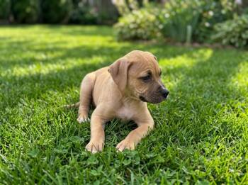 Catahoula Leopard Dog and Black Mouth Cur Dogs Available for Adoption in Sebastian, Florida - Emerald | PetCurious