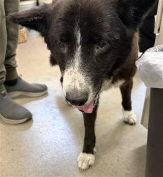 Border Collie and Mixed Breed Dogs Available for Adoption in San Bernardino, California - TWILIGHT | PetCurious