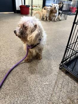 Shih Tzu and Poodle Dogs Available for Adoption in Sanford, Florida - Eclair | PetCurious