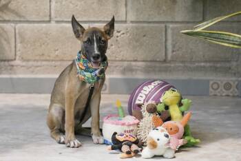 Koda -  German Shepherd Dog Dog for Adoption in Calgary, Alberta - Koda | PetCurious