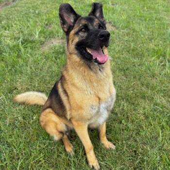 Rescue German Shepherd Dog and Caucasian Sheepdog Caucasian Ovtcharka Dogs for Adoption in San Jacinto, California - Puppy | PetCurious