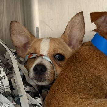 Chihuahua and Mixed Breed Dogs Available for Adoption in Lakeland, Florida - Heston | PetCurious