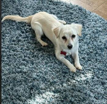 Dachshund and Chihuahua Dogs Available for Adoption - Lana | PetCurious