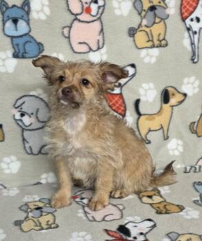 Miniature Schnauzer Dogs Available for Adoption in Dallas, Georgia - Shayla | PetCurious