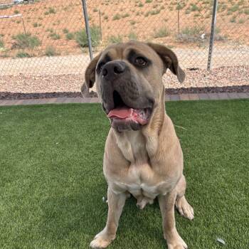 Bubba -  Cane Corso and Mastiff Dog for Adoption in Washington, Utah - Bubba | PetCurious