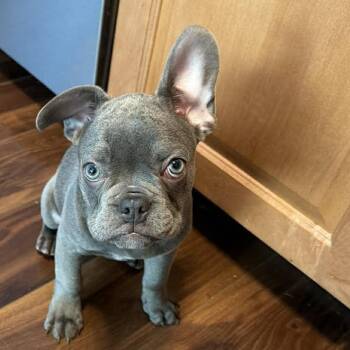 French Bulldog Dogs Available for Adoption - Franklin | PetCurious
