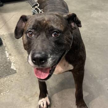 Big Mama -  Terrier Dog for Adoption in Tampa, Florida - Big Mama | PetCurious