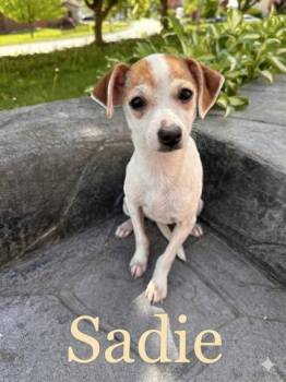 Chihuahua and Mixed Breed Dogs Available for Adoption in Irwin, Pennsylvania - Sadie | PetCurious