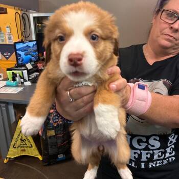 Clementine -  Australian Shepherd Dog for Adoption in Norman, Oklahoma - Clementine | PetCurious