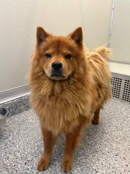 GRETCHEN -  Chow Chow and Mixed Breed Dog for Adoption in Forney, Texas - GRETCHEN | PetCurious