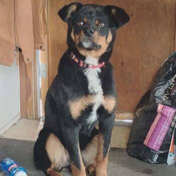 Aster -  Rottweiler and Mixed Breed Dog for Adoption in Tacoma, Washington - Aster | PetCurious