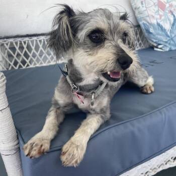 Dolly -  Mixed Breed Dog for Adoption in Freeport, Florida - Dolly | PetCurious