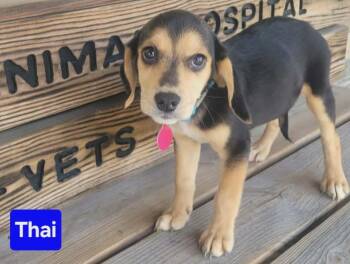 Thai -  Beagle and Mixed Breed Dog for Adoption in Saint Clairsville, Ohio - Thai | PetCurious