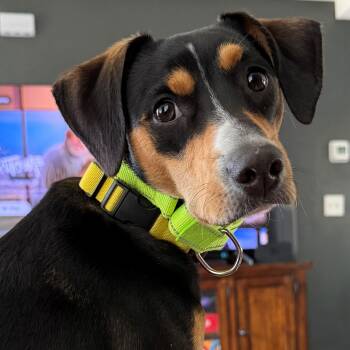 Hound Dogs Available for Adoption in Andover, Massachusetts - Crinny - Local Pup | PetCurious
