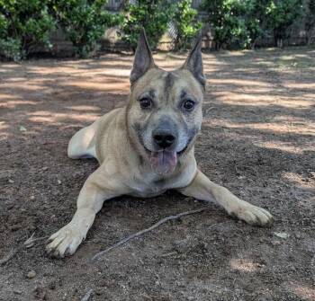 Rescue German Shepherd Dog Dogs for Adoption in Horse Shoe, North Carolina - Skylar Blue | PetCurious