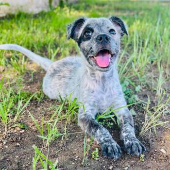 Moxie 26-05-058 -  Australian Cattle Dog Blue Heeler and Mixed Breed Dog Available for Adoption in Bastrop, Texas - Moxie 26-05-058 | PetCurious