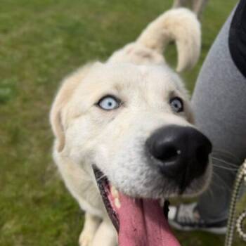 Potato -  Husky and Mixed Breed Dog for Adoption in Hawkestone, Ontario - Potato | PetCurious